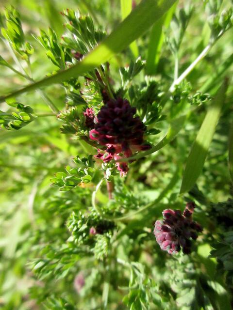 Der Erdrauch braucht auch nicht mehr lange um die Blüten zu öffnen. Er steht am sehr sonnigen Prallhang des Neckars.
