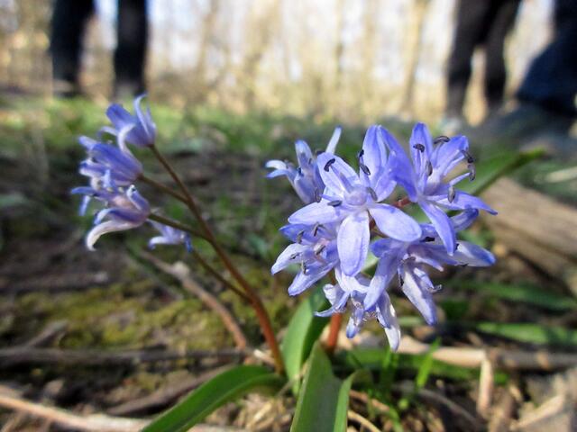 In Lauffen letzte Woche, war es noch etwas früh. Jetzt sind die meisten Blüten eröffnet.