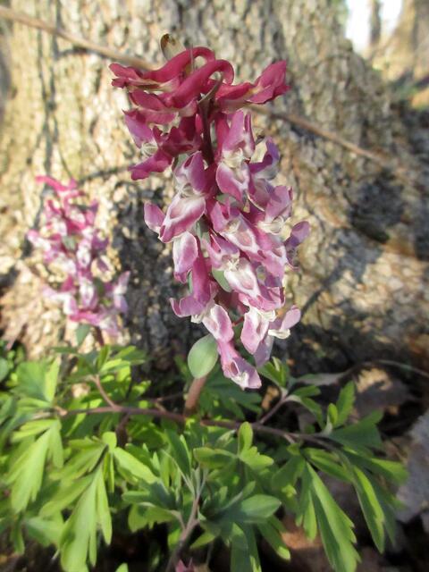 Nun sind wir auf der Inselspitze angekommen und hier blüht er erste Lerchensporn.