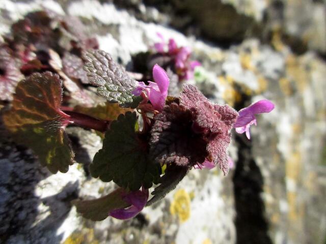 Der Natur sind die Kriegswirren völlig egal. Sie holt sich ihren Raum zurück. Hier eine Purpurrote Taubnessel direkt an der Bunkermauer. Ja es ist so, die Natur braucht den Menschen nicht.
