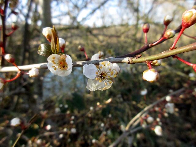 Blüte der Kirschpflaume. Wie gut, dass wir eine Botanikerin in der Gruppe haben. Das macht die Arbeit für die Wanderführer sehr viel einfacher.
