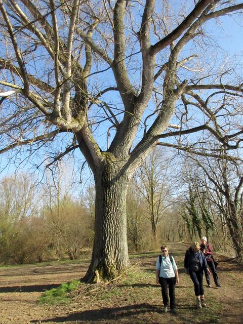 Ein mächtiger Baum steht hier am Neckar. Anhand der Rinde hätten wir uns nicht zugetraut die Art zu bestimmen. Doch die Biologin in der Gruppe wusste Rat. Das Laub gab Auskunft. Es ist eine Schwarzpappel.