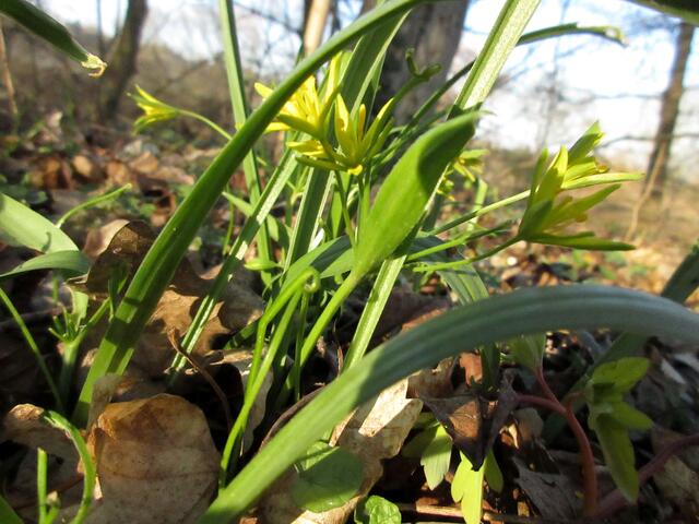 Gelb- oder Goldsterne genannt, sind Lieliengewächse