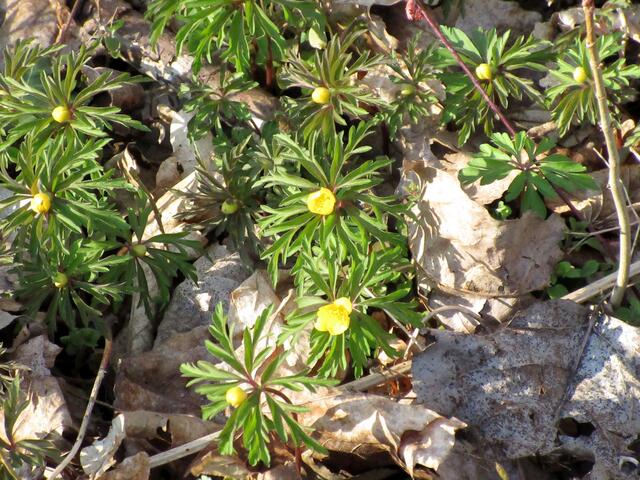 Den gleichen Standort wie die Gelb- oder Goldsternchen, mag auch das Gelbe Windröschen.