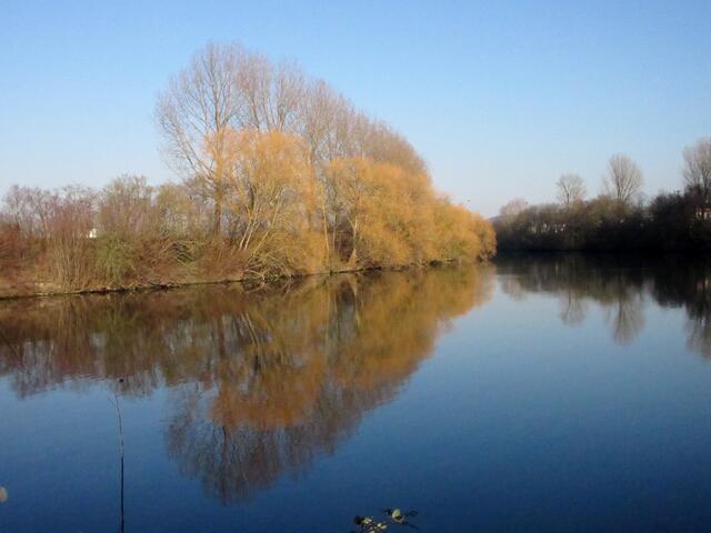 So sehen die blühenden Bäume am Neckar von der Horkheimer Inselspitze tatsächlich aus.