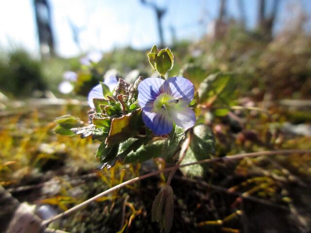Auch der Persische Ehrenpreis mag die Böden in den Weinbergen und blüht jetzt.