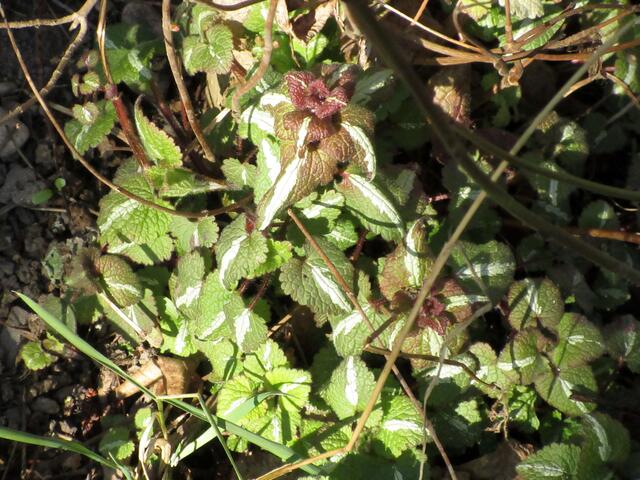 Die gefleckte Taubnessel hat ganz unterschiedliche Muster auf den Blättern. Die ist aber besonders auffällig.