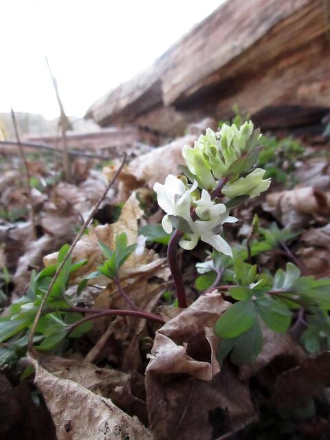 Man findet auf der Inselspitze auch die seltenere weiße Form des Lerchensporns