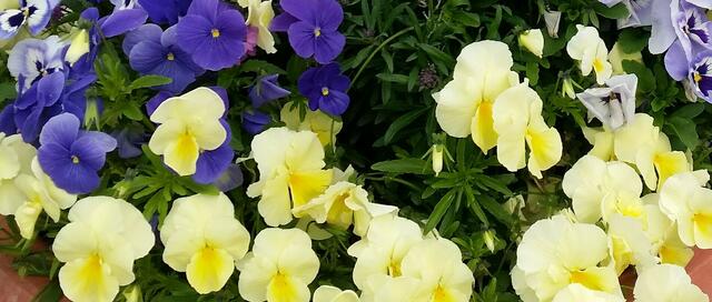 Blau-Gelb die Farben meiner Blüten