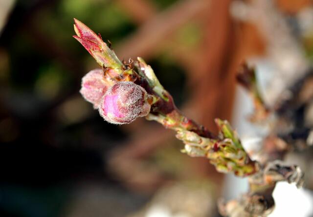 die Nektarine zeigt auch schon Farbe an den Knospen | Foto: Daniela Somers
