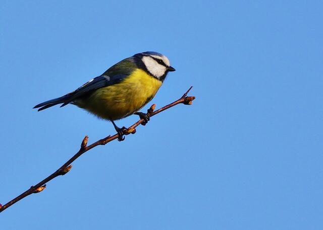 Künzelsauer Blaumeise mit stolzer gelber Brust, vor blauem Himmel