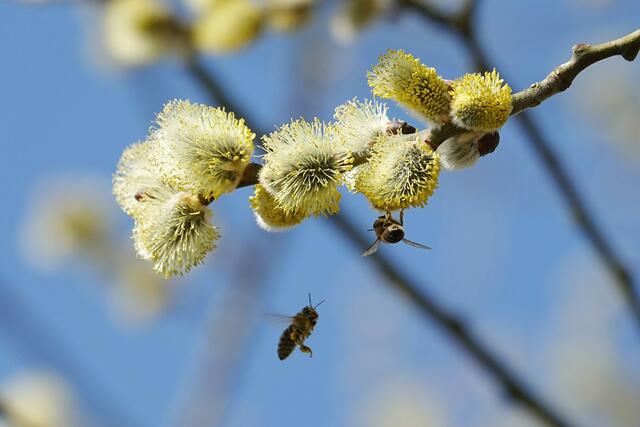 Bitte wieder Frieden, wie bei den Bienen