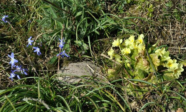 Blau und Gelb vereint