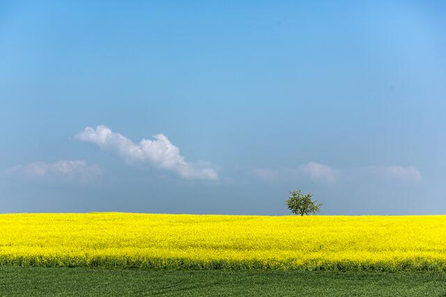 Alle wünschen sich Harmonie  -  Blühendes Rapsfeld unter blauem Himmel
