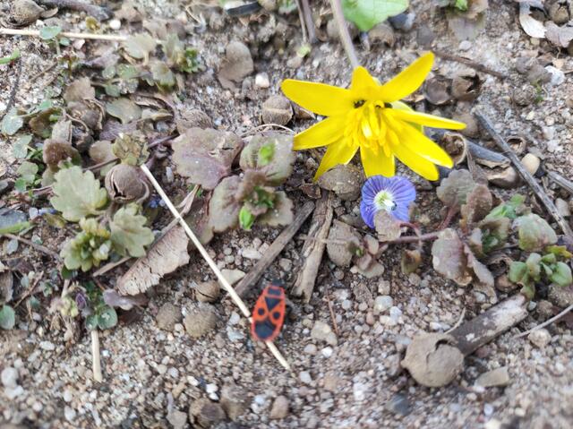 Blume trifft Blume