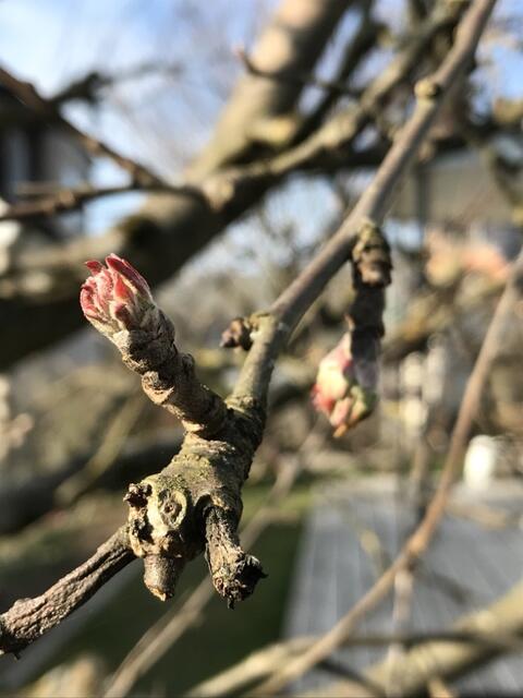 Auch der Apfelbaum will, dass der Winter vorbei ist... | Foto: Katja Bernecker
