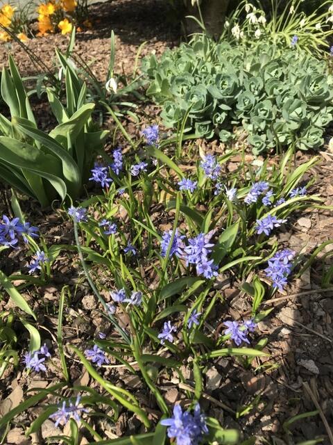 Blausterne, Schneeglöckchen und die letzten Krokusse sind jetzt dran. Die Tulpen und die Fetthenne heben sich ihre Pracht für später auf. | Foto: Katja Bernecker