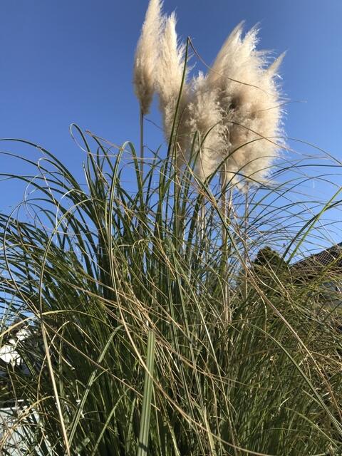 Das Pampasgras hat vergangenes Jahr richtig Gas gegeben. Jetzt sind die Wedel abgeschnitten und auch im Inneren einen Augenweide. | Foto: Katja Bernecker