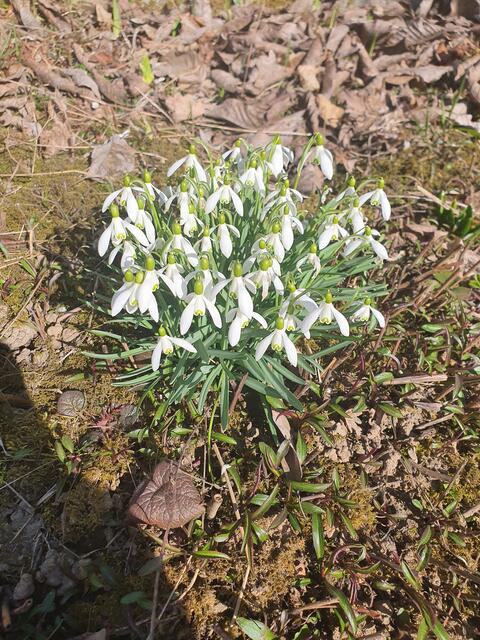 Auch Schneeglöckchen sind zu finden. | Foto: Tina Wünsche