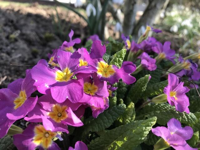 Primeln und Schneeglöckchen machen den Anfang... | Foto: Katja Bernecker