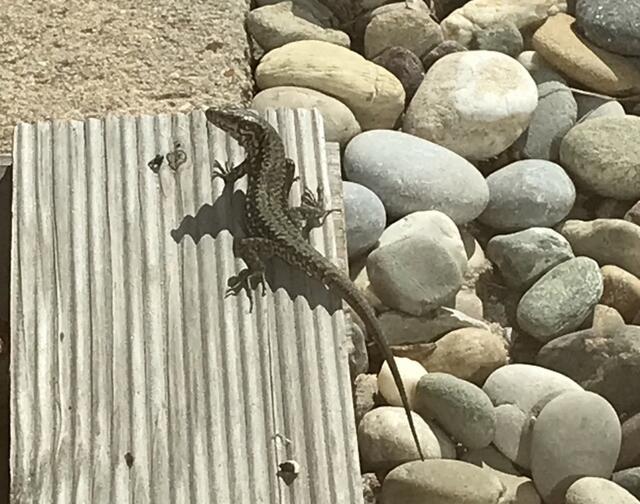Die Sonne der letzten Tage hat auch unsere Haustiere wieder hervorgelockt: unsere Eidechsen. | Foto: Katja Bernecker