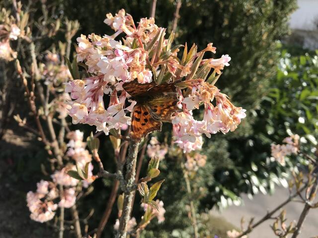 Ist das ein C-Falter, der den letzten Nektar im verblühenden Winterschneeball sucht? | Foto: Katja Bernecker