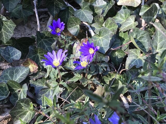 Was auch immer das ist...  Es wächst im Hang und erfreut das Auge. Die Community weiß es sicherlich.... | Foto: Katja Bernecker