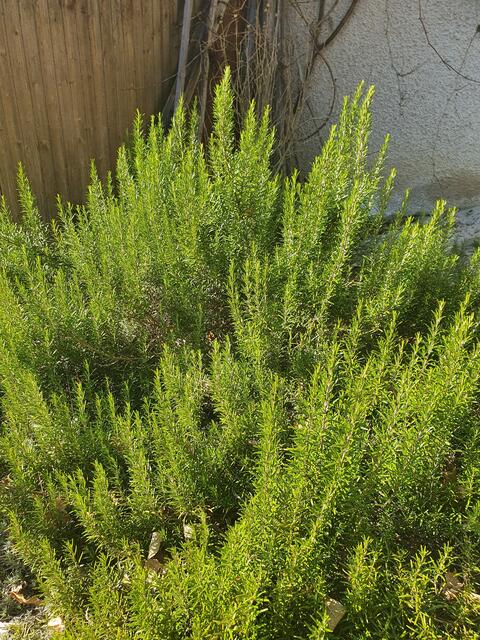 Der große Rosmarinbusch ist den ganzen Winter über saftig grün. Und super praktisch zum Kochen :-) | Foto: Tina Wünsche