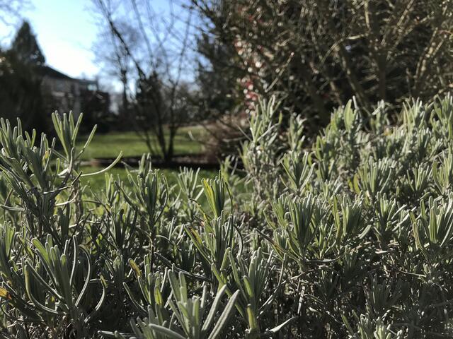 Auf die Lavendelblüte müssen wir noch etwas warten... | Foto: Katja Bernecker