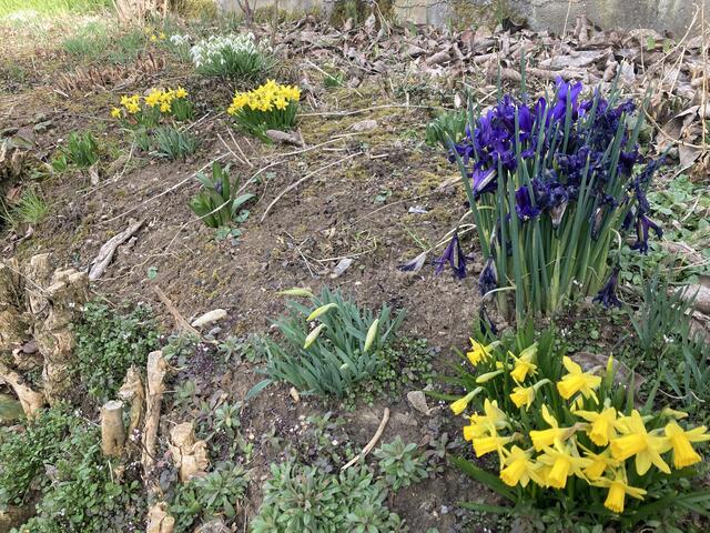 Wie kleine Blumensträuße haben sich die Frühlingsblüher in unserem Garten gruppiert :-) | Foto: Tina Wünsche