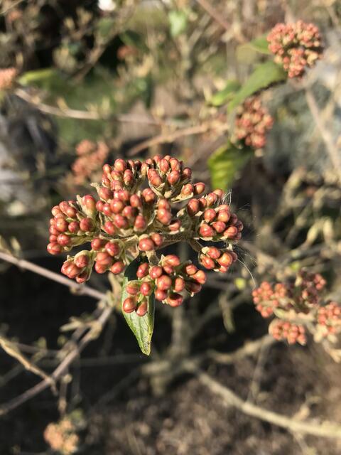 Dafür legt der Osterschneeball bald los. | Foto: Katja Bernecker