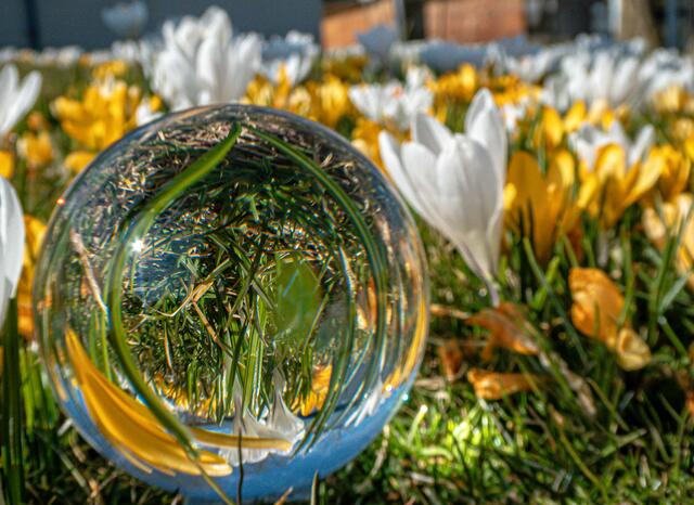 Krokusse (Künstler: die Natur)