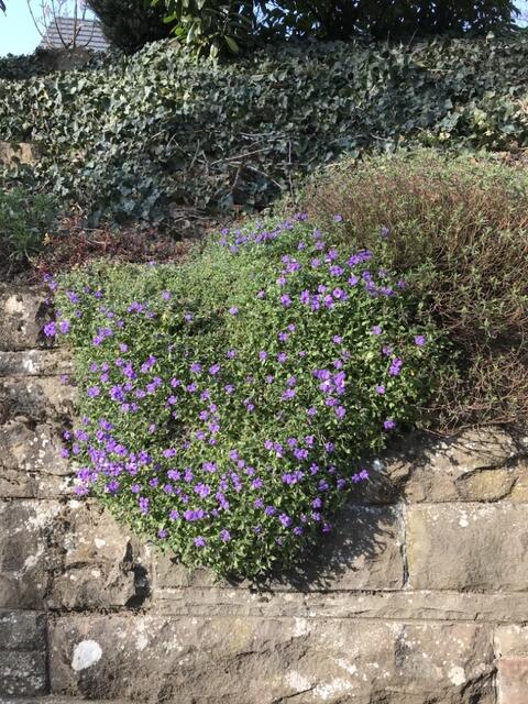 Gleich daneben: Das Blaukissen fängt auch schon an zu blühen... | Foto: Katja Bernecker