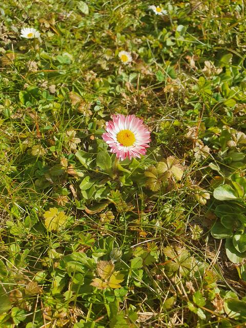 Viele Gänseblümchen sind gerade in der Wiese zu finden und wecken Frühlingsgefühle. Besonders hübsch sind die rosanen. | Foto: Tina Wünsche