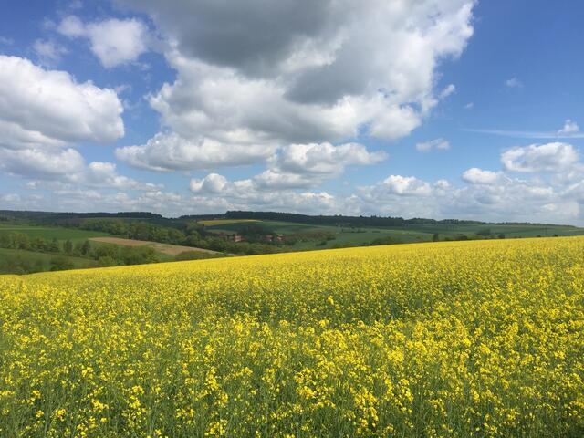 Kein Tal ohne Hügel | Auch die Hochflächen zwischen Kocher, Jagst & Seckach sind sehenswert - nicht nur zur Rapsblüte.