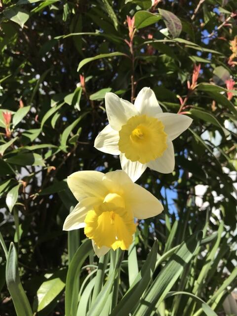 Die Osterglocken haben es eilig... | Foto: Katja Bernecker
