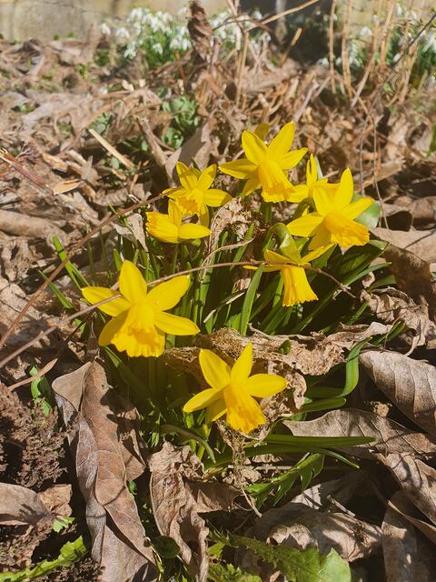 Leuchtend gelb zeigen sich die Narzissen. | Foto: Tina Wünsche