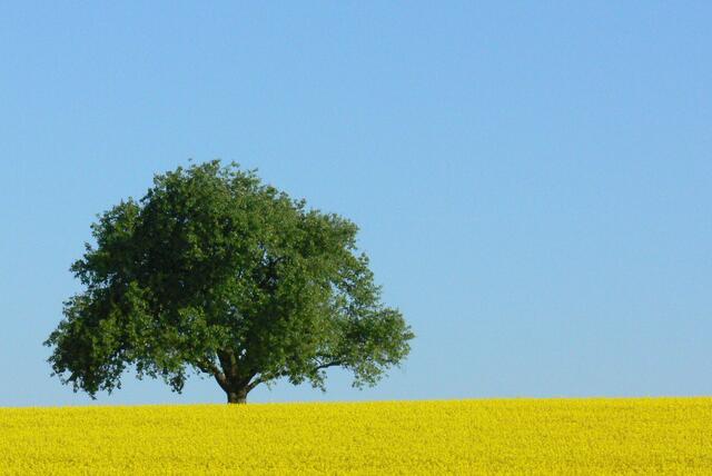 Rapsblüte im Kraichgau