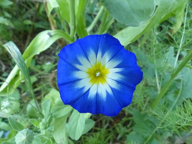 Lasst Blumen sprechen