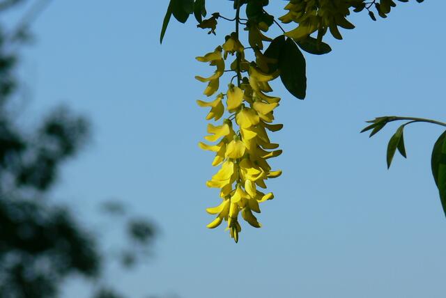 friedlicher Goldregen