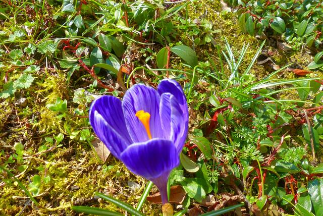 Friedensblüte