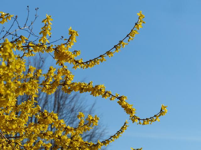 Forsythie