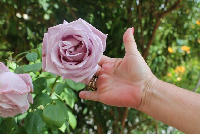 50 verschiedene Beet-, Strauch- und Edelrosen hat sie. | Foto: Marita Käckenmeister