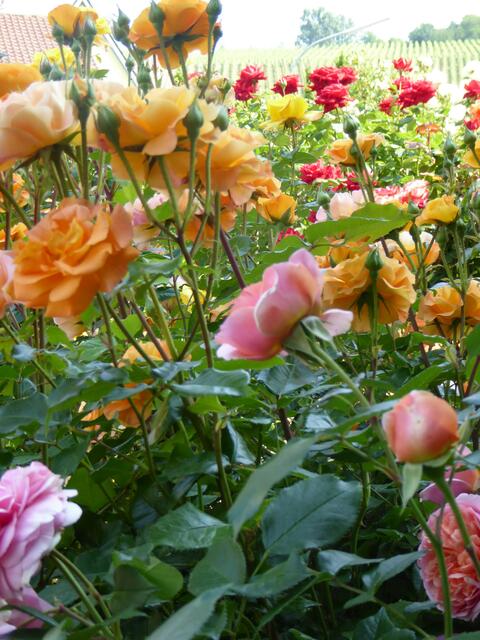 Die Rosen bei Gartenredakteurin Ulrike Kübelwirth. | Foto: Marita Käckenmeister