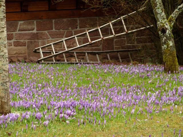 Die Obstwiesen sind auch voll von Krokus