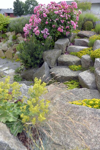 Der üppige Rosenstrauch gedeiht prächtig. | Foto: Mario Berger