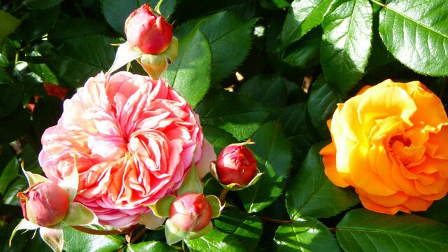 Die Rosen bei Gartenredakteurin Ulrike Kübelwirth. | Foto: Marita Käckenmeister