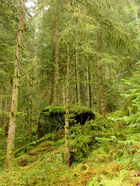 Ganz wunderbare Farben im Märzenwald