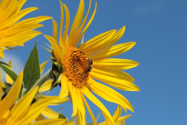 Meine Sonnenblume für die Ukraine