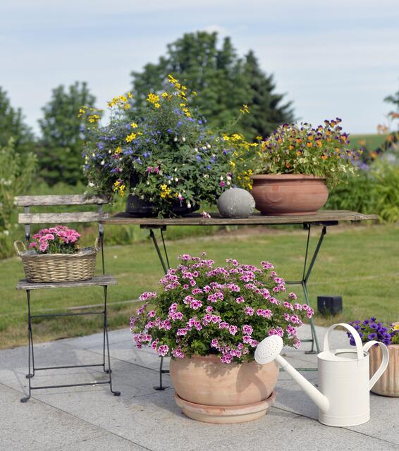 Blumen überall bei den Maurhoffs. | Foto: Mario Berger